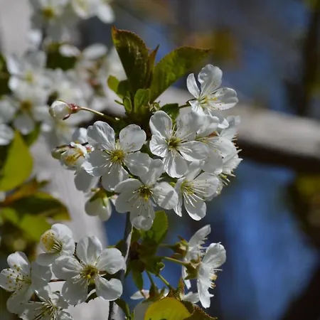 Bed and breakfast Wood, Food & Alphen (North Brabant)