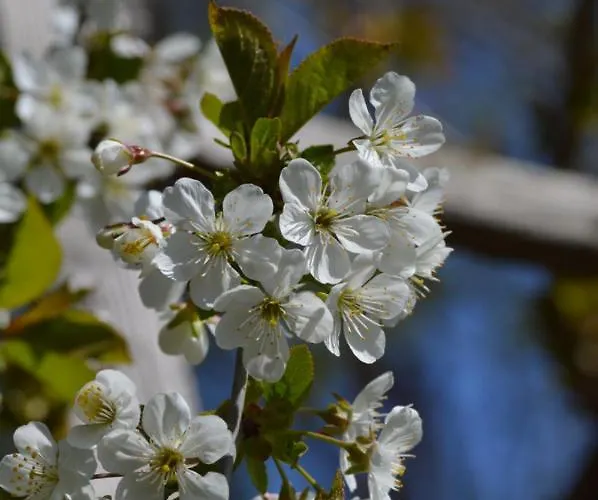 Couette-café Wood, Food & Alphen (North Brabant)