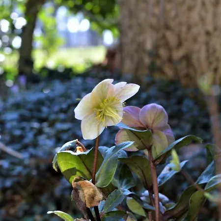 Bed & Breakfast Wood, Food & Alphen (North Brabant)