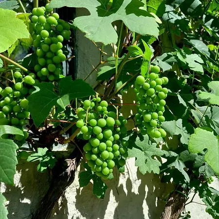 Bed & Breakfast Wood, Food & 3*