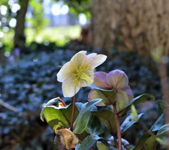 Panzió Wood, Food & Alphen