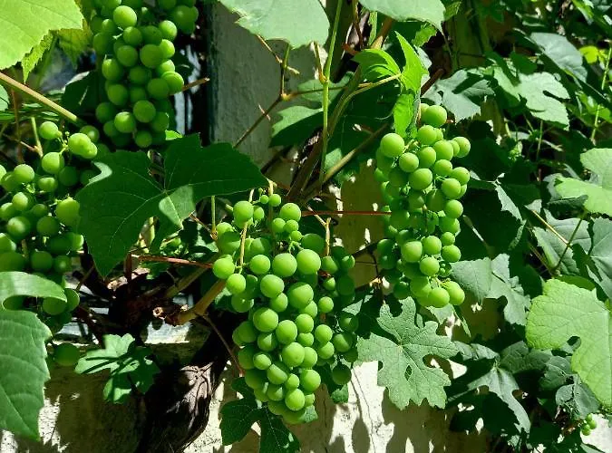 Panzió Wood, Food & 3*